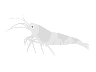 エビのイラスト