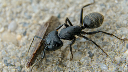 black ant