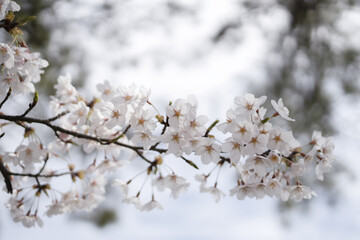 桜