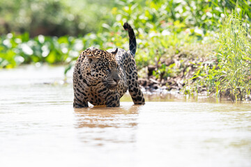Wild Jaguar in the river, Pantanal Brazil 