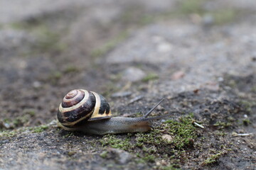 snail crawling on asphalt