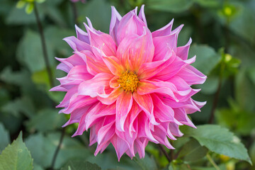 Obraz premium flower in winter Thailand