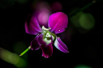 flower in winter  Thailand