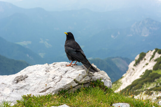 The Alpine chough Pyrrhocorax graculus , Yellow billed chough.