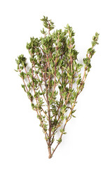 Bunch Stalk of Savory on White