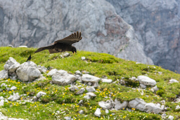 The Alpine chough Pyrrhocorax graculus , Yellow billed chough.