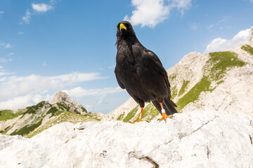 The Alpine chough Pyrrhocorax graculus , Yellow billed chough.
