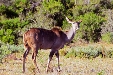 Naklejka na ściany i meble Weiblicher Lesser Kudu , Südafrika