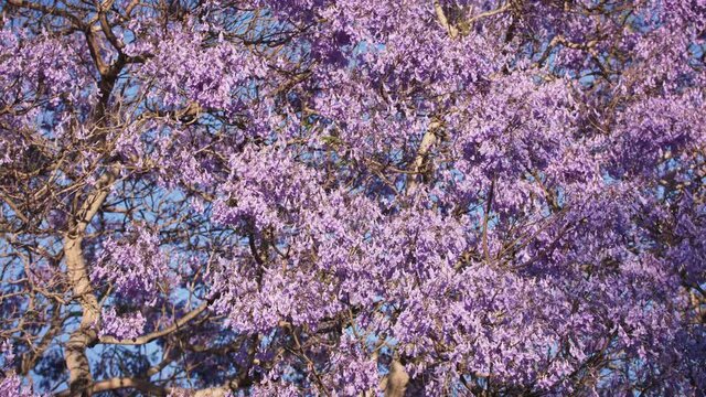 Jacaranda tree flowers blowing in a light breeze