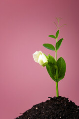 flower on a sprout of peas on the ground against a coral color
