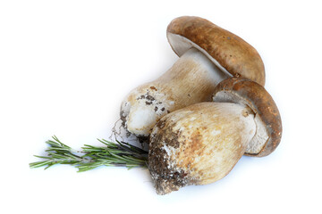 boletus edulis mushrooms with rosemary isolated on white