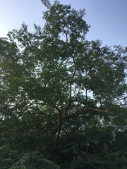 Dense Leafs tree in forest