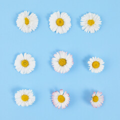 Fototapeta premium White daisies with petals on pastel blue background. Art flower pattern. Springtime concept with soft light color.