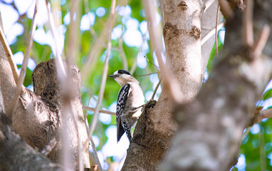 Woodpecker on tree branch