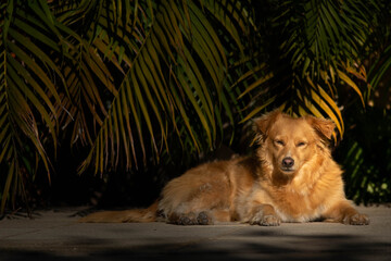 Dog sunbathing in the morning