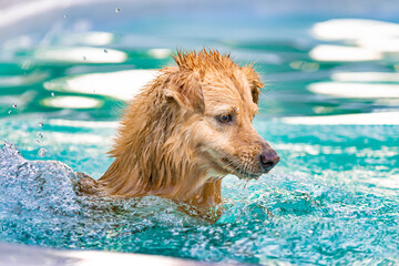 Dog playing in the water on a summer day