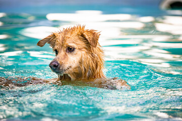 Dog playing in the water on a summer day
