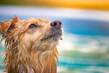 Dog playing in the water on a summer day