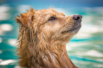 Dog playing in the water on a summer day