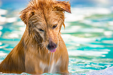 Dog playing in the water on a summer day