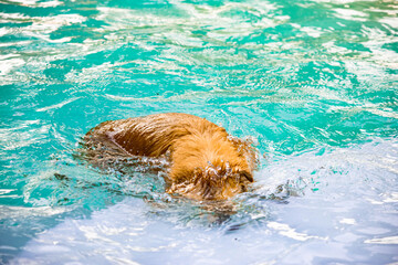Dog playing in the water on a summer day