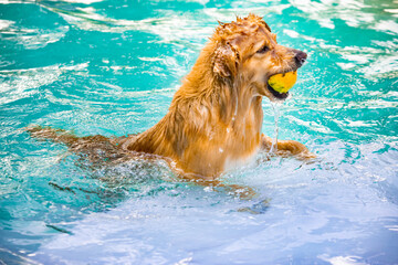 Dog playing in the water on a summer day