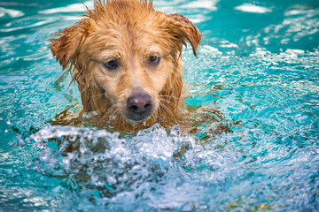 Dog playing in the water on a summer day