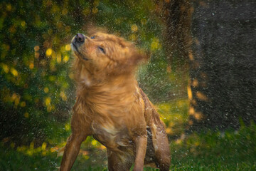 Dog drying up after a bath
