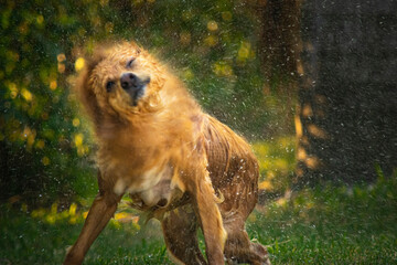 Dog drying up after a bath