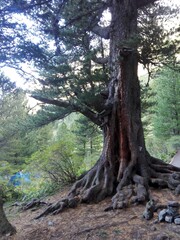 Old pine tree with big roots