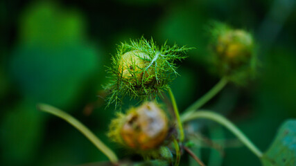 Passiflora foetida, Bush Passion Fruit, Foetid Passion Flower, Granadilla Cimarrona, Hispid granadilla, Love-In-A-Mist Passionflower, Mossy Passionflower, Running Pop, Stinking Granadilla
