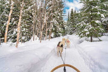 Naklejka premium dog sledding team on a trail in quebec