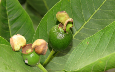 Growing Guava Fruits On the Guava tree.