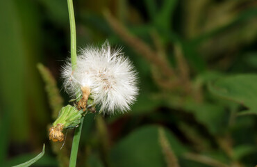 Dandelion on green background.