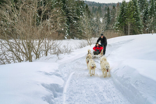 Dog sledding in Quebec