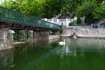 Fototapeta na wymiar White swan swimming on a city lake