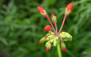 Naklejka na ściany i meble Red Flower Bud In the Garden.