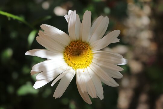 fiore di margherita comune