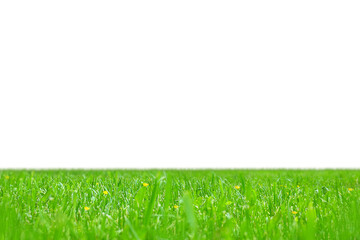 Isolated om white fresh green lawn with small yellow flowers. Selective focus and blurred skyline.
