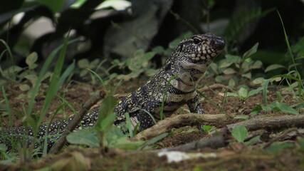 Lizard Teiú (“Tupinambis merianae”) walking through the forest