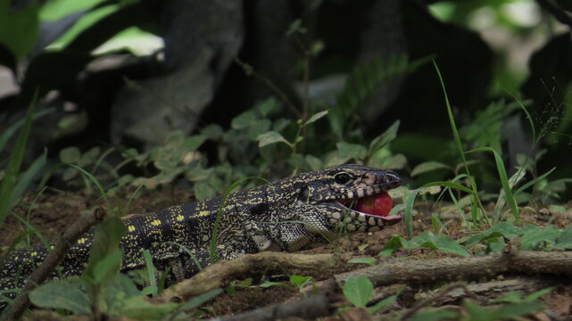 Tei&uacute; lizard (&ldquo;Tupinambis merianae&rdquo;) eating fruit.