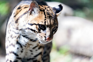 portrait of the ocelot in backlight