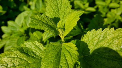 Fresh, tender, juicy, young mint greens. Immediately comes the mood of relaxation, mojito ...