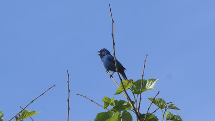 Blue indigo bunting bird on a tree