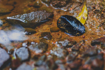 Black leaf, still life in the forest