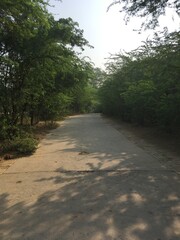 Fototapeta premium Idea of Cemented Road between dense forest
