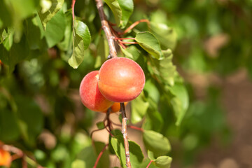 Apricot, Roussillon apricot branch