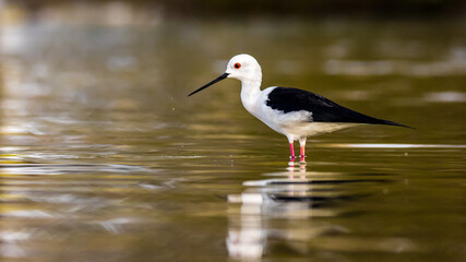 black winged stilt