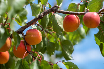Apricot, Roussillon apricot branch