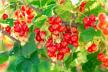 Red currant on the bush at village garden
